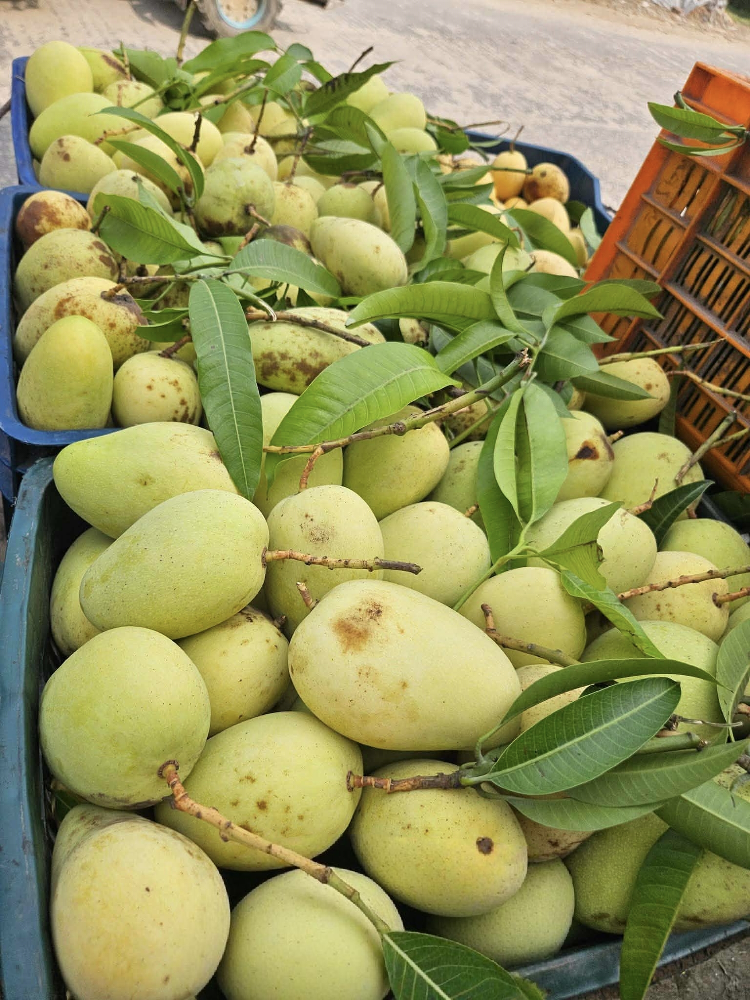 কাটিমন আম। Minimum Order 5kg